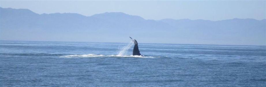 puerto vallarta action pictures whale watching February 2011